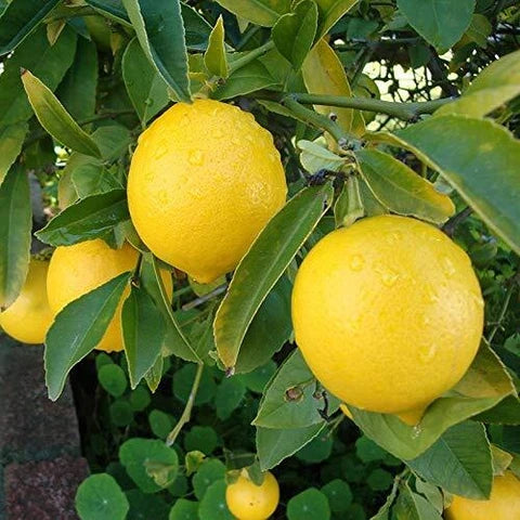 Lemon Seeds for Planting - Yellow Fruit Variety