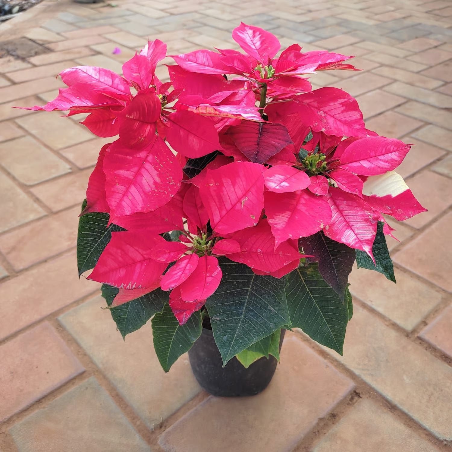 Pink Poinsettia Flower seeds for Planting - Low Maintenance, Heirloom & GMO Free Seeds for Home Garden
