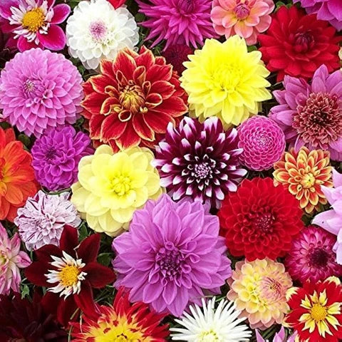 Grow Stunning Howden Dahlias  Premium Flower Seeds for Garden Planting