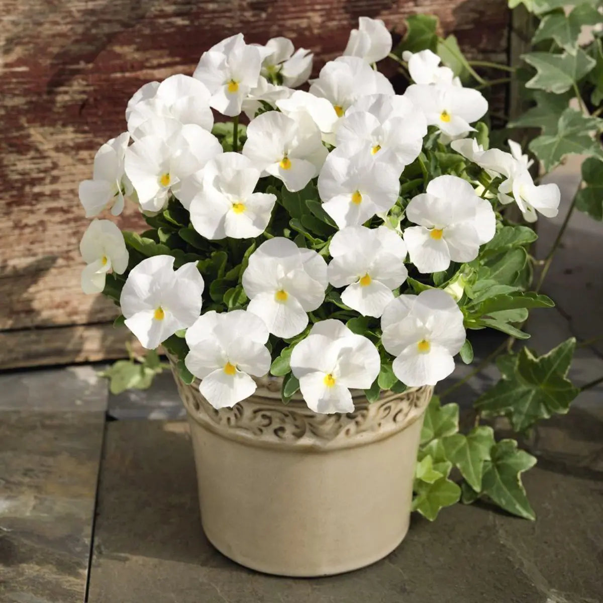 Tricolor Pansy Flower seeds for Planting - Seasonal Bloomer, Heirloom & GMO Free Seeds for Home Garden