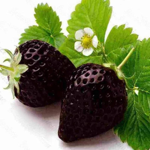 Rare Black Strawberries Seeds for Planting - Grow Unique Juicy Dark Strawberries in Your Garden
