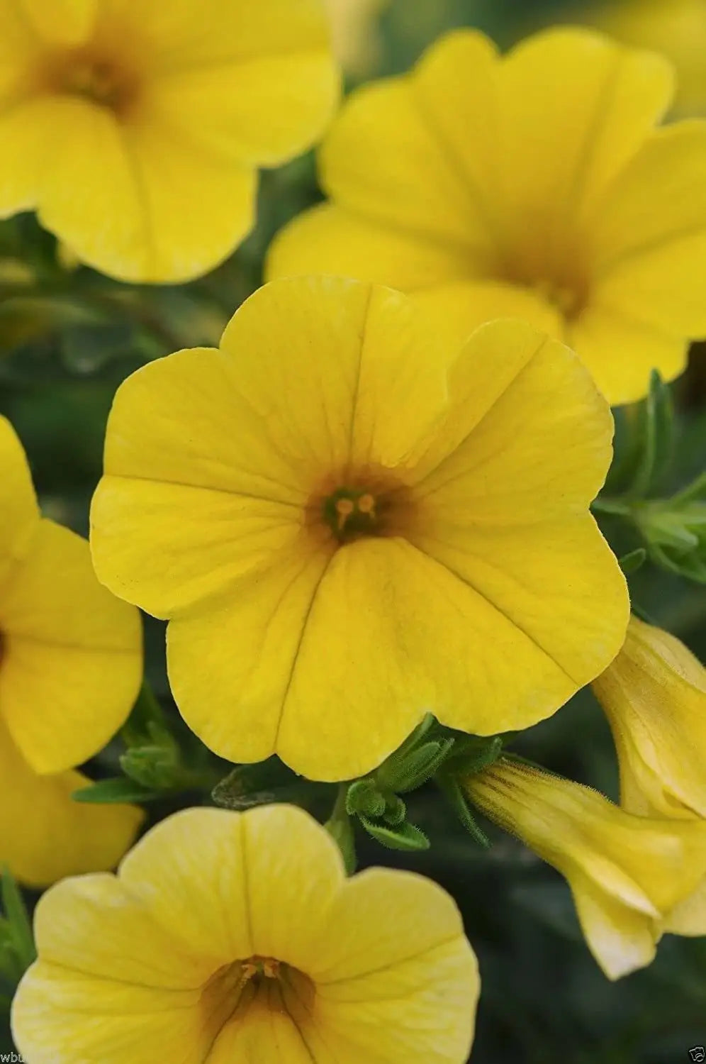 Yellow Calibrachoa Kabloom Flower Seed for Plantings for Planting Planting Heirloom Non-GMO Seeds
