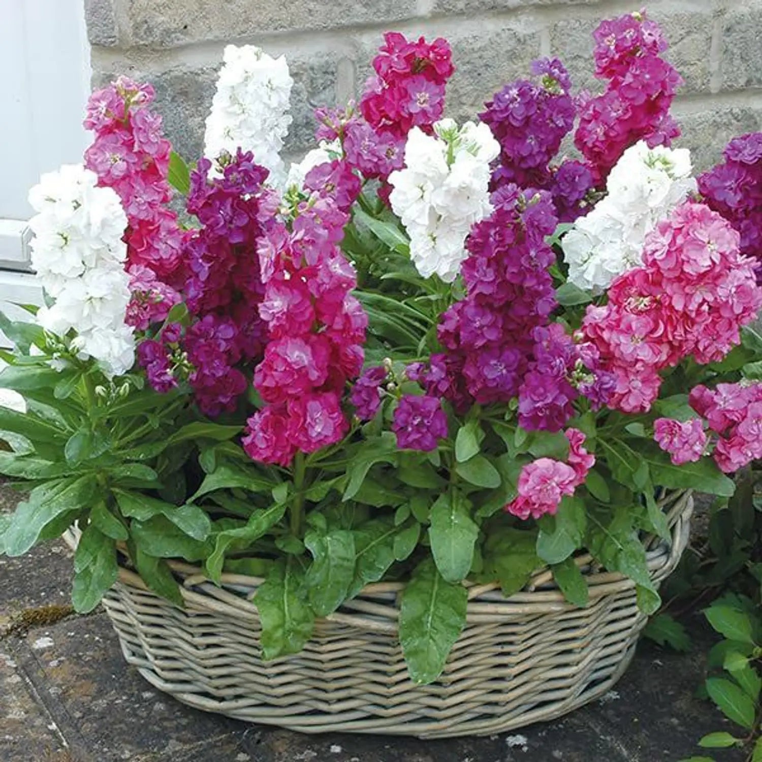 Matthiola Incana Flower seeds for Planting - Shade Tolerant, Heirloom & GMO Free Seeds for Home Garden