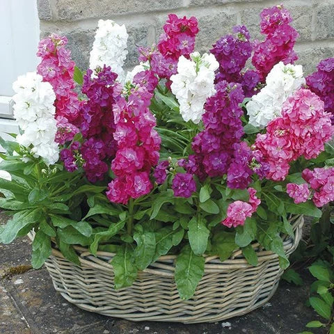Mixed Matthiola Incana Flower seeds for Planting - Fragrant Blossoms, Heirloom & GMO Free Seeds for Home Garden