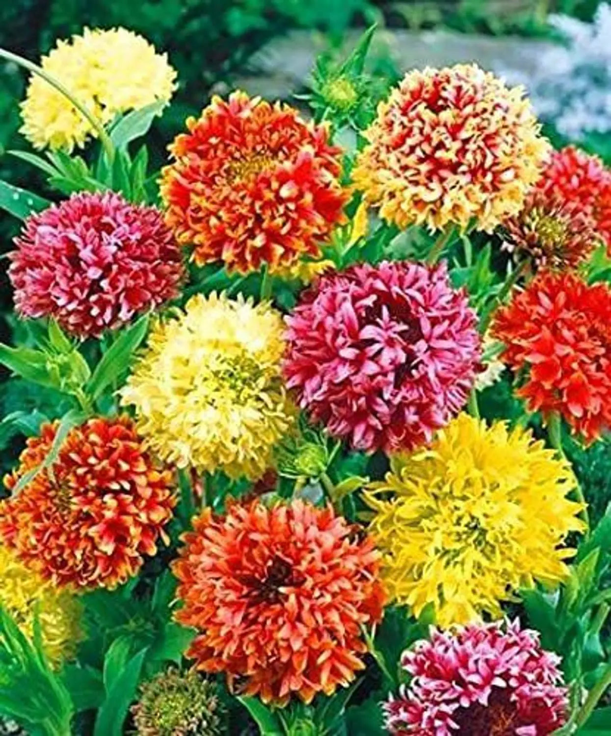 Mixed Gaillardia Flower seeds for Planting - Low Maintenance, Heirloom & GMO Free Seeds for Home Garden