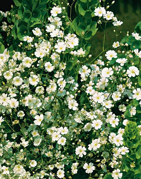 White Waterhyssop Flower seeds for Planting - Sun Loving, Heirloom & GMO Free Seeds for Home Garden