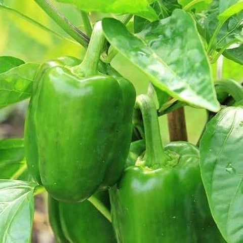 Green Crispum Vegetable Seeds for Planting  Fresh Leafy Greens