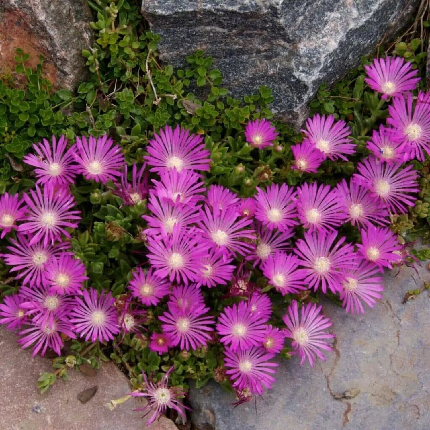 Lampranthus Roseus Flower seeds for Planting - Premium Quality, Heirloom & GMO Free Seeds for Home Garden