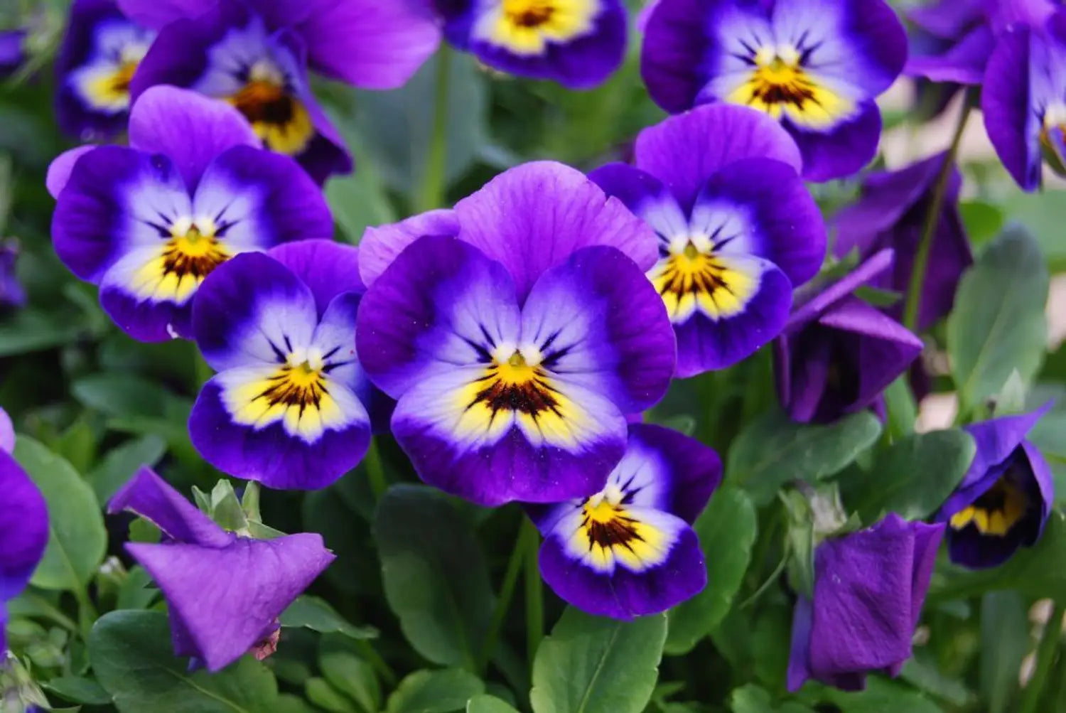 Blue Crystal Flower Seeds - Perfect for Planting