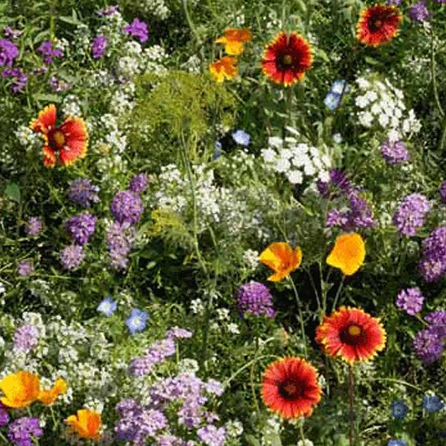 Micrantha Flower seeds for Planting - Colorful Display, Heirloom & GMO Free Seeds for Home Garden