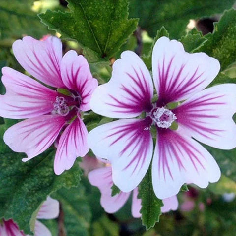 Mallow Flower seeds for Planting - Perfect for Borders, Heirloom & GMO Free Seeds for Home Garden
