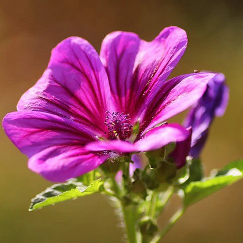 Mallow Flower seeds for Planting - Perfect for Borders, Heirloom & GMO Free Seeds for Home Garden