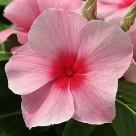 Light Pink Vinca Periwinkle Flower seeds for Planting - Sun Loving, Heirloom & GMO Free Seeds for Home Garden