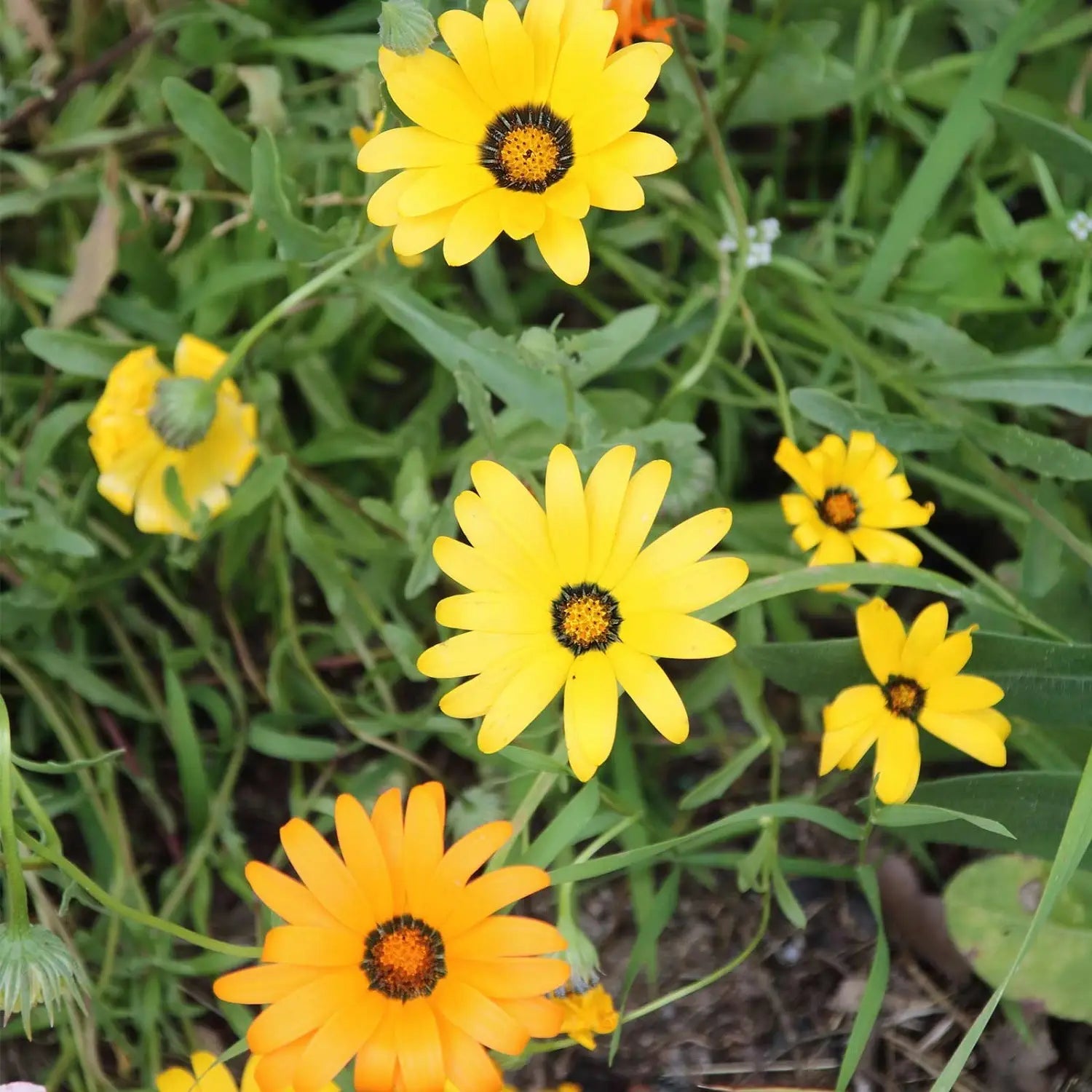 Dimorphotheca Flower seeds for Planting - Bright Blooms, Heirloom & GMO Free Seeds for Home Garden