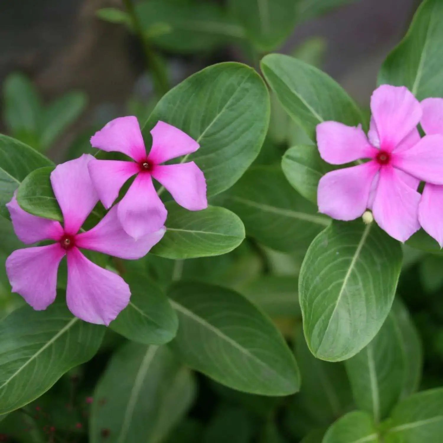 Pink Catharanthus Flower seeds for Planting - Seasonal Bloomer, Heirloom & GMO Free Seeds for Home Garden