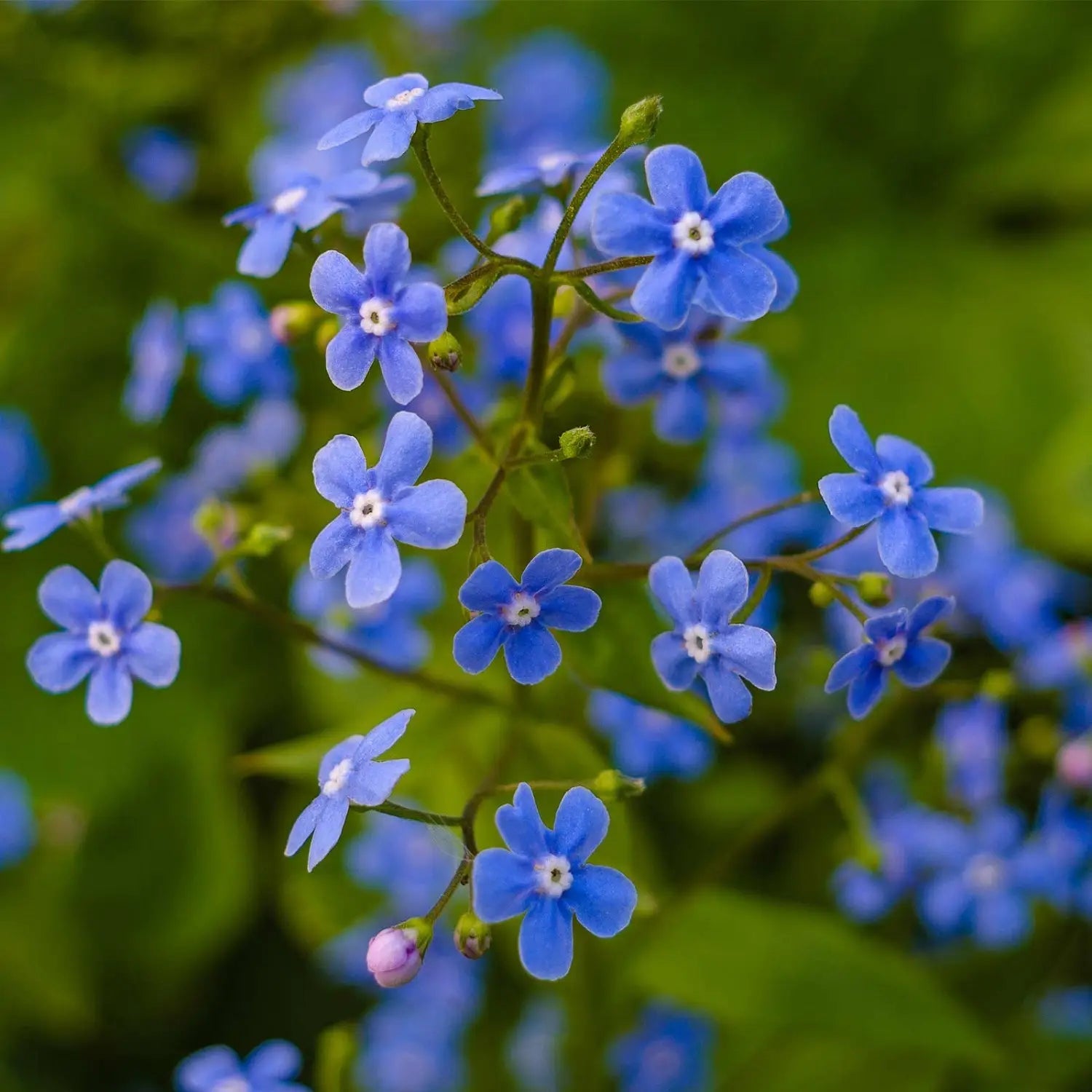 Blue Cynoglossum Amabile Flower seeds for Planting - Cottage Garden Essential, Heirloom & GMO Free Seeds for Home Garden