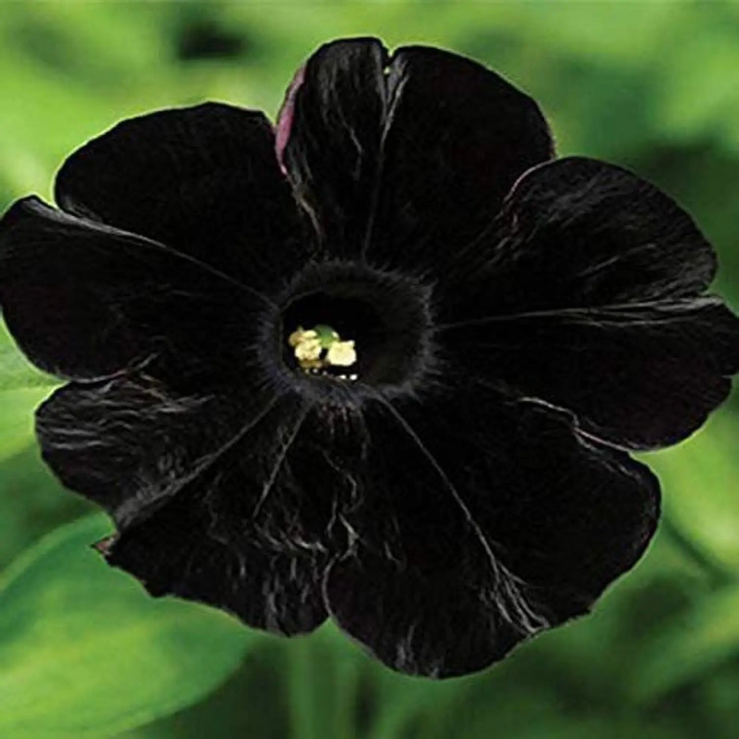 Black Cherry Petunia Flower seeds for Planting - Fragrant Blossoms, Heirloom & GMO Free Seeds for Home Garden
