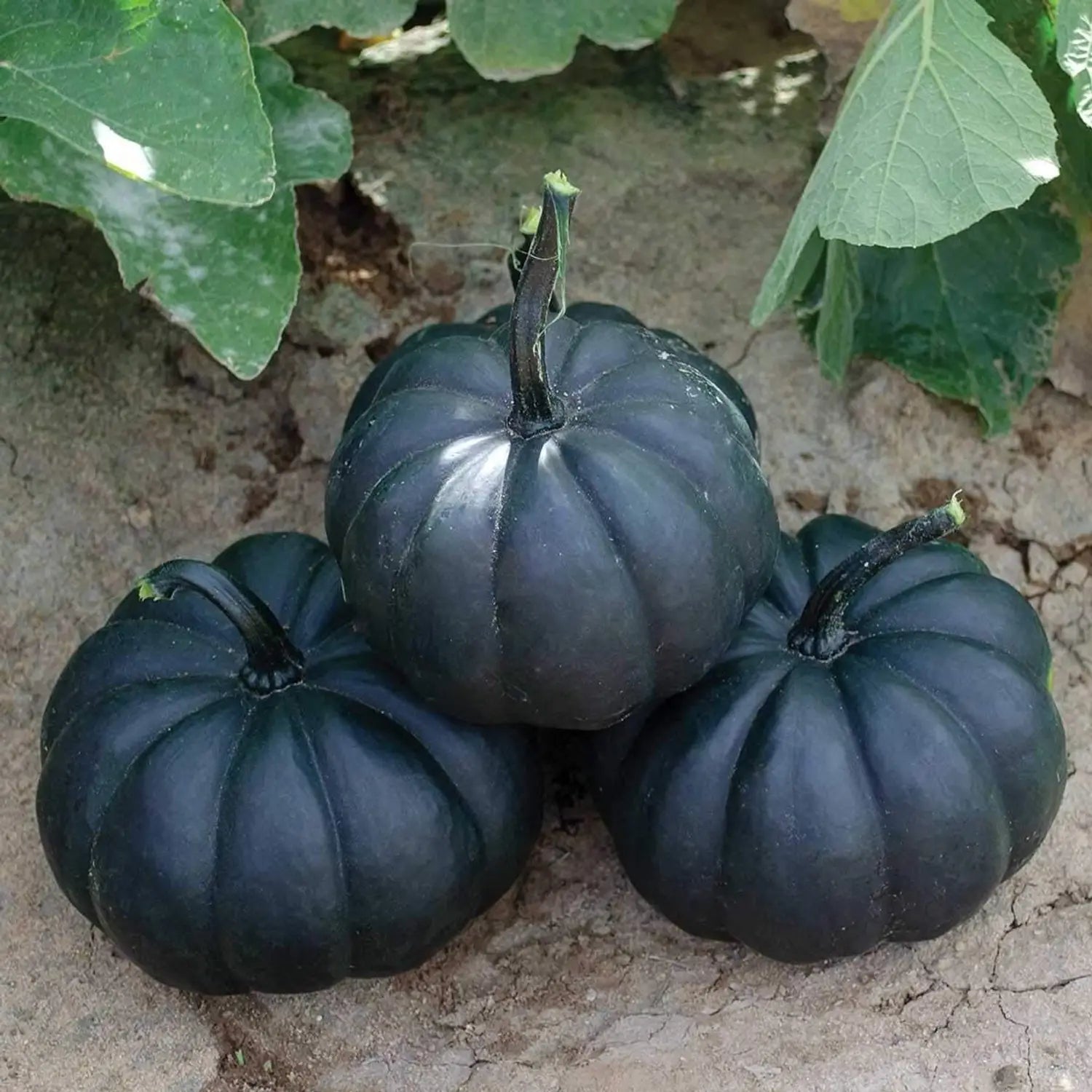 Black Pumpkin Vegetable Seeds for Planting