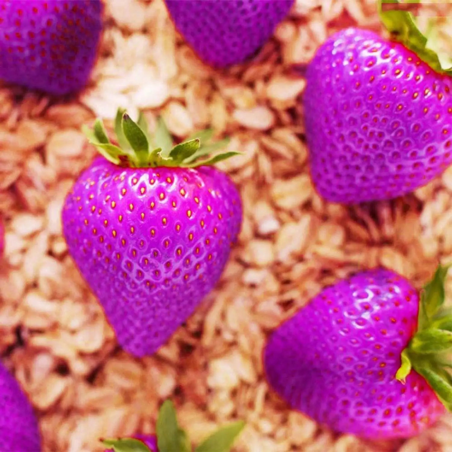 Purple Strawberry Seeds for Planting