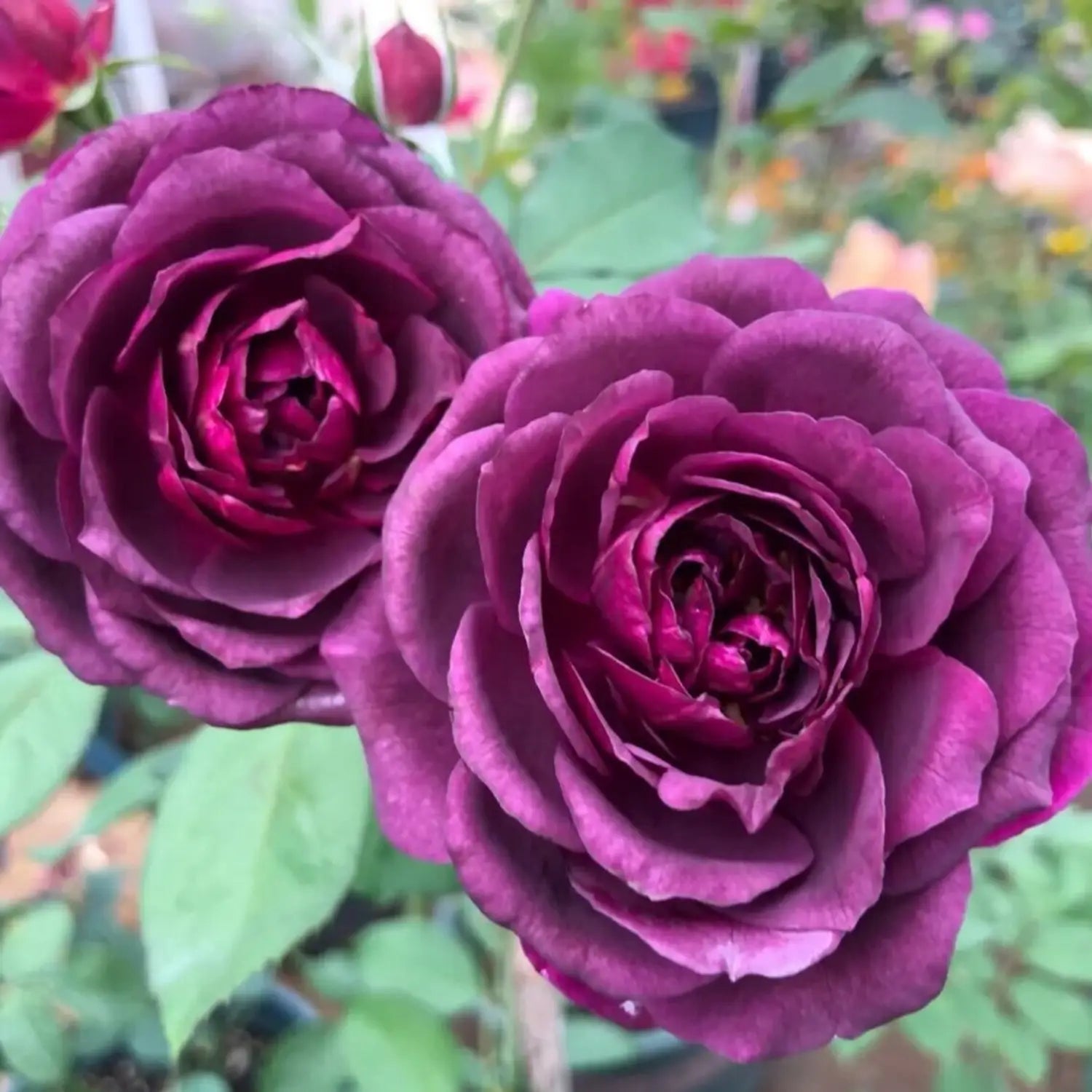 Purple Dragon Rose Flower seeds for Planting - Premium Quality, Heirloom & GMO Free Seeds for Home Garden
