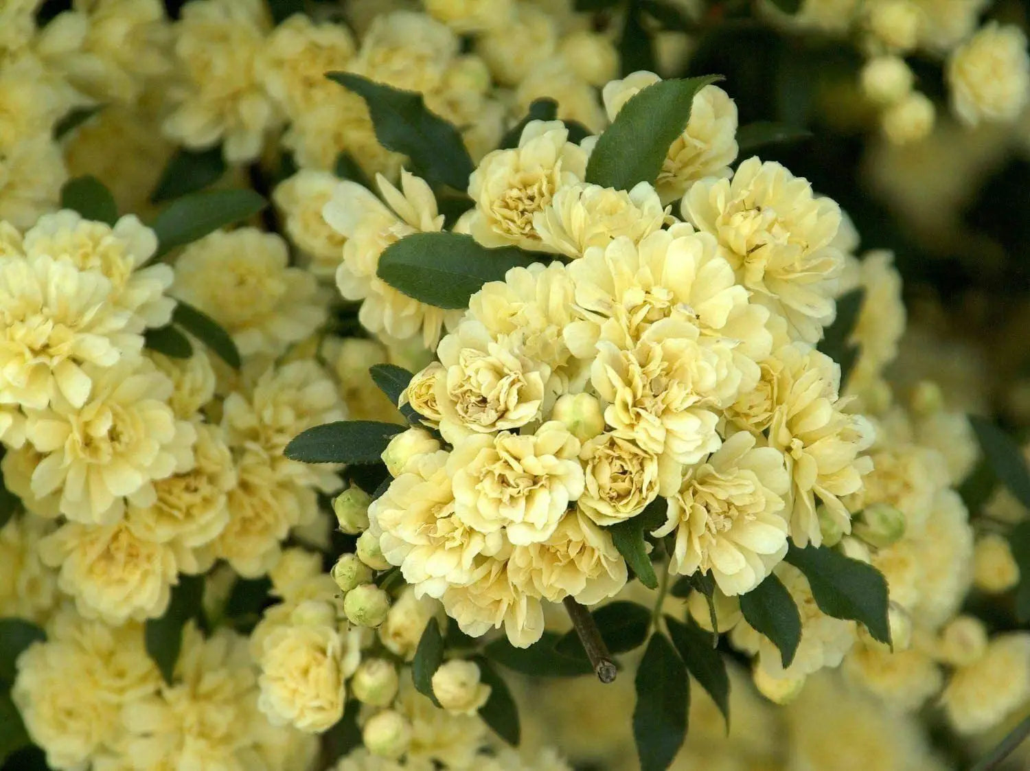 Rosa Banksia Flower seeds for Planting - Drought Tolerant, Heirloom & GMO Free Seeds for Home Garden