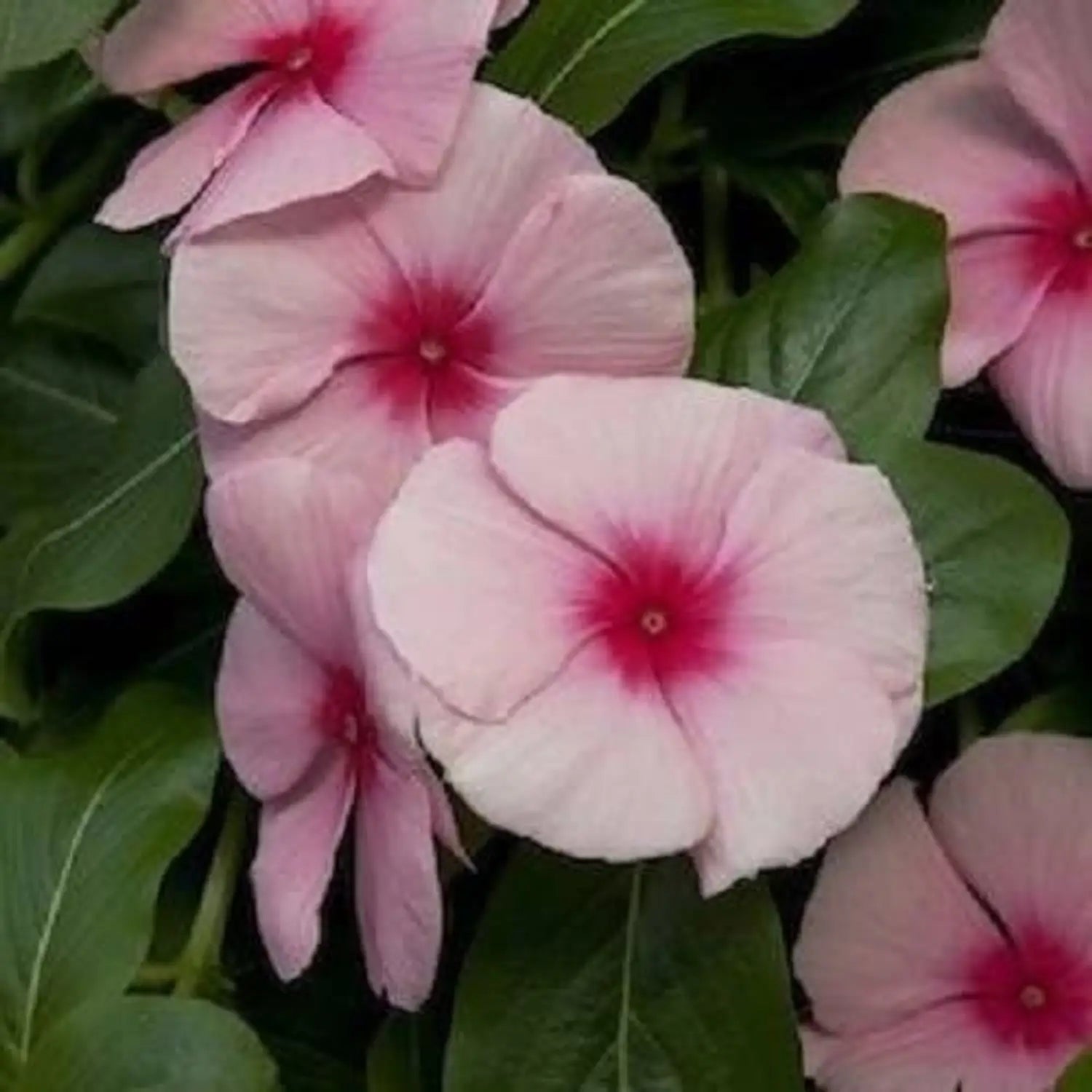 Light Pink Vinca Periwinkle Flower seeds for Planting - Sun Loving, Heirloom & GMO Free Seeds for Home Garden