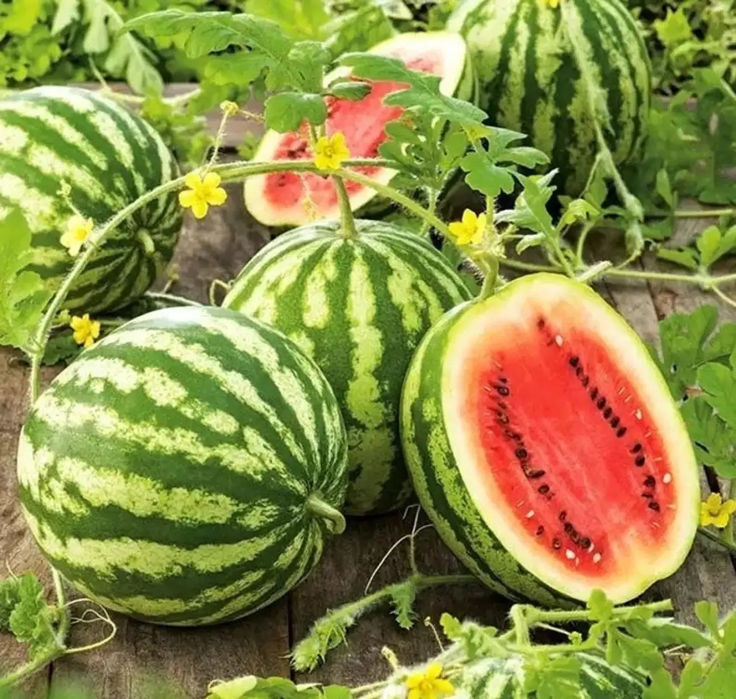 Mountain Hoosier Watermelon Seeds for Planting - Sweet & Juicy Fruit