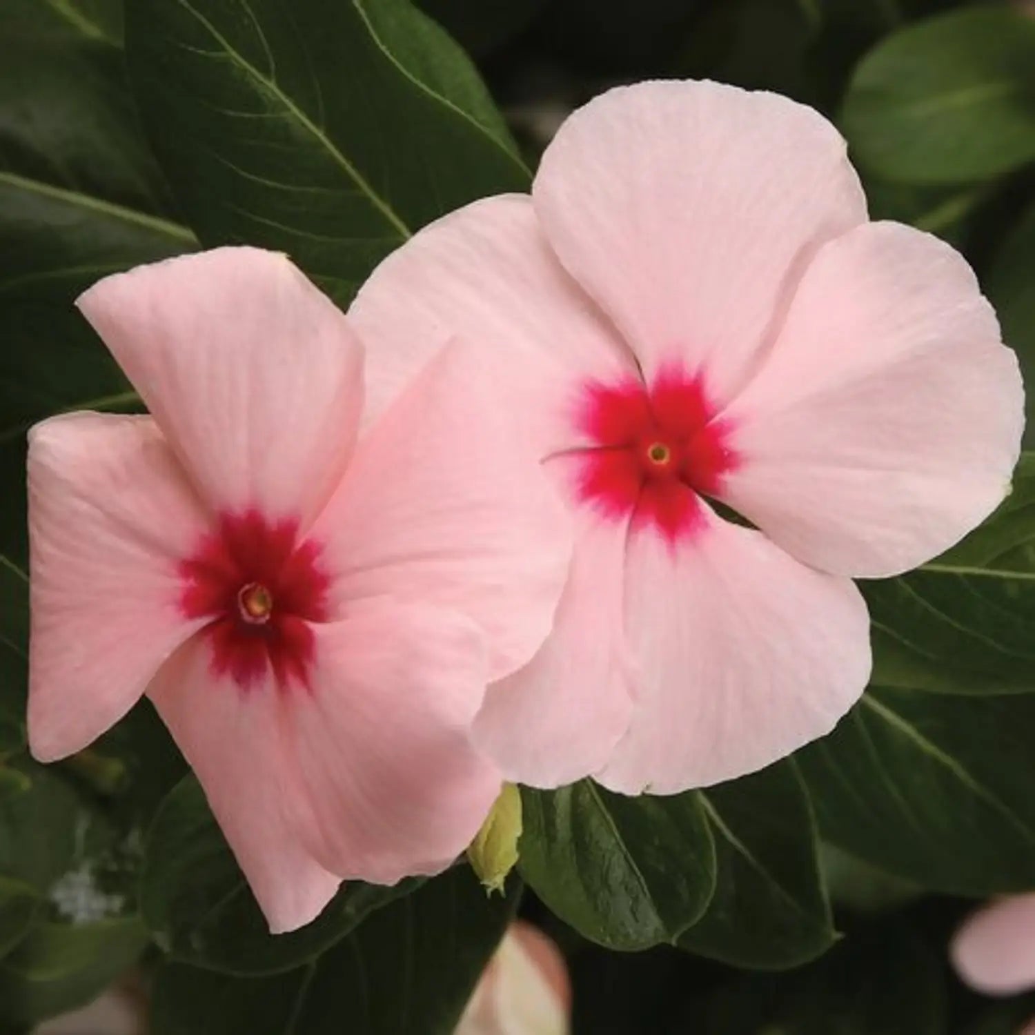 Pink Vinca Flower seeds for Planting - Fragrant Blossoms, Heirloom & GMO Free Seeds for Home Garden