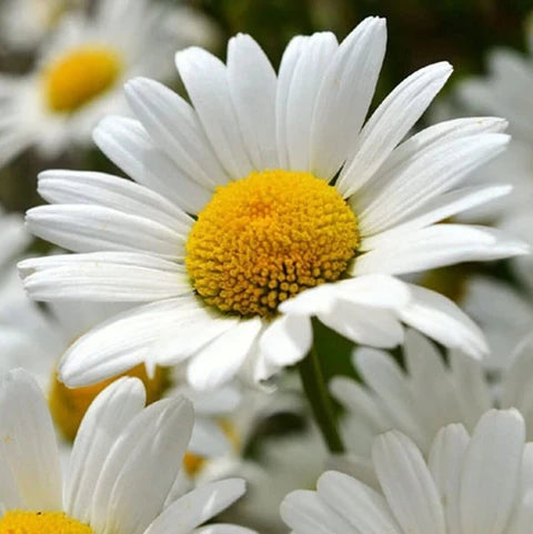 White Paludosum Flower seeds for Planting - Cut Flower Favorite, Heirloom & GMO Free Seeds for Home Garden