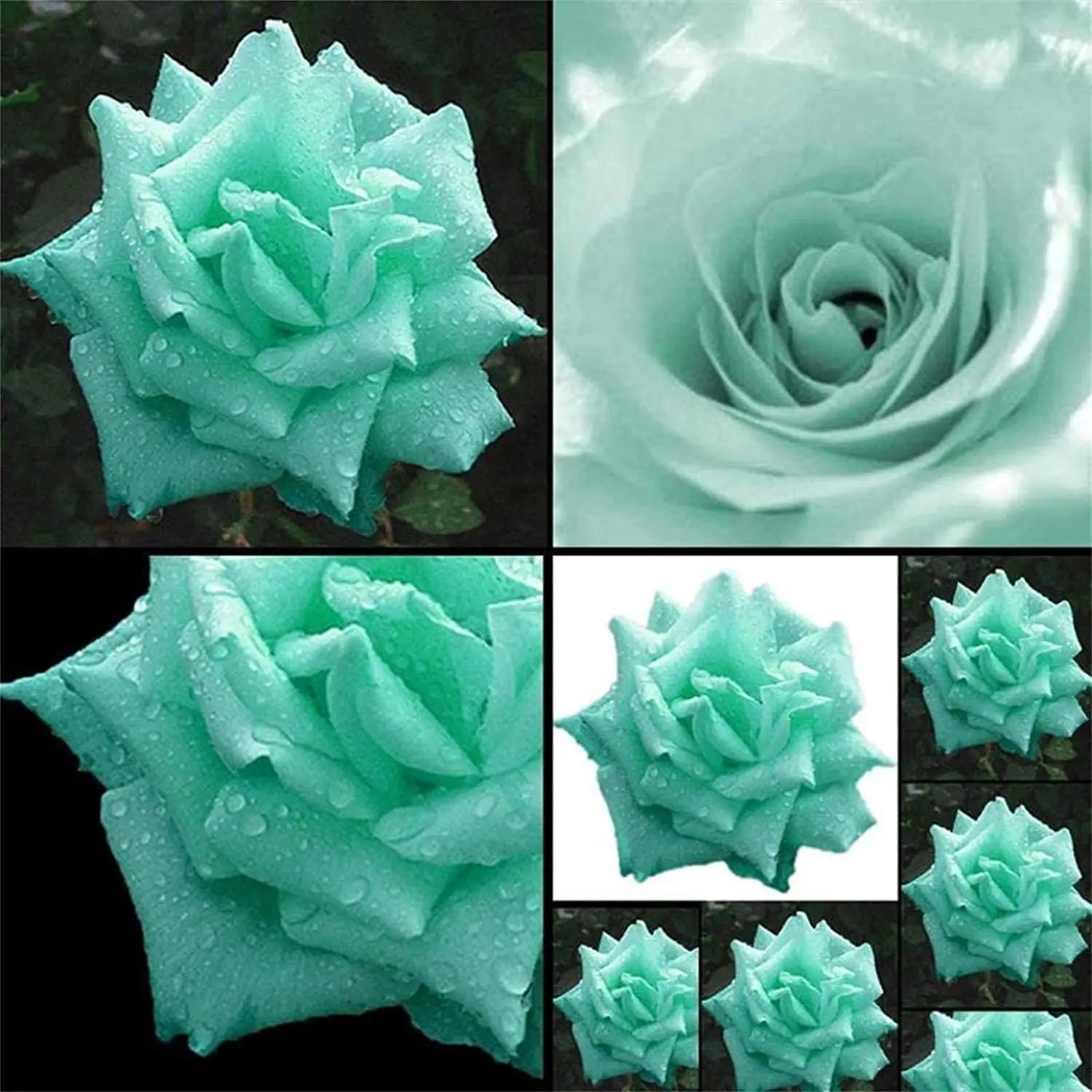 Sea Green Rose Flower Planting - Seeds for Exquisite Blossoms in Your Garden