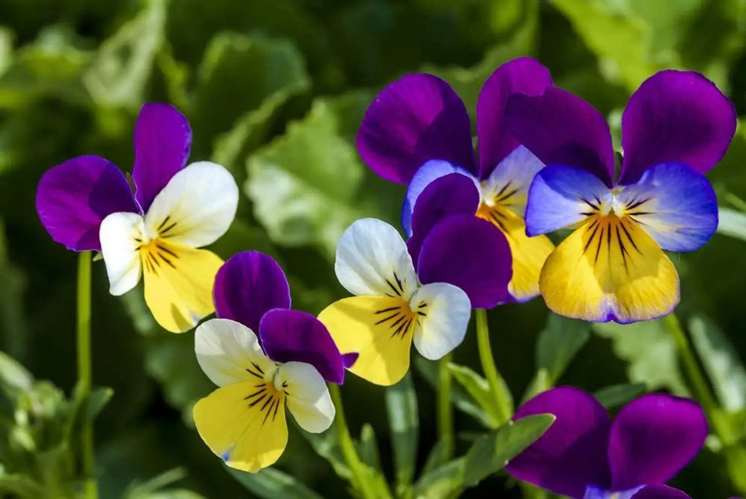 Wavy Viola Tricolor Flower Seeds: Vibrant Blossoms for a Colorful Garden Display
