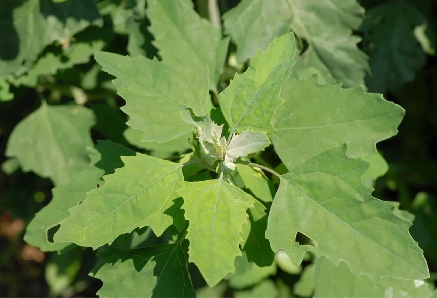 Henry Flower seeds for Planting Hardy Variety Heirloom & GMO Free Seeds for Home Garden