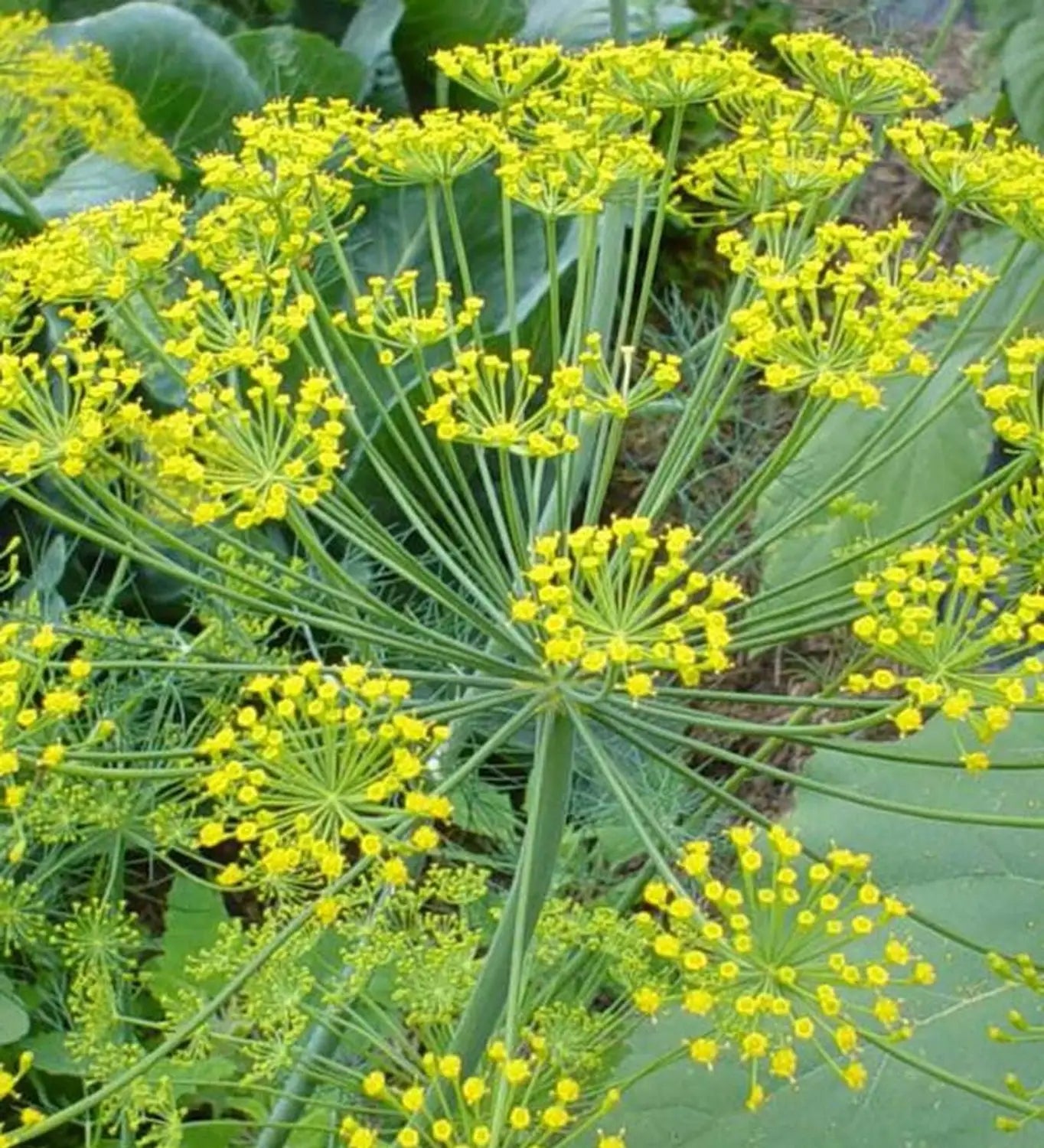 Fennel Flower seeds for Planting - Pollinator Friendly, Heirloom & GMO Free Seeds for Home Garden