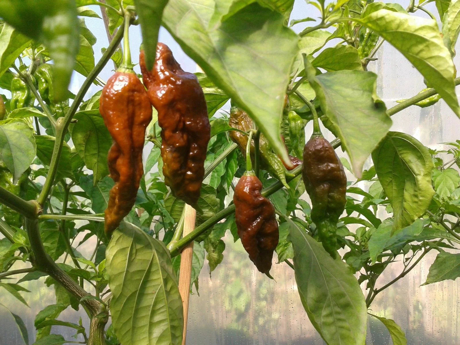 Bhut Jolokia Brown Seeds - Perfect for Planting Hot Peppers