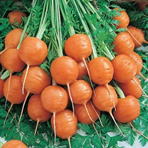 Premium Parisian Carrot Seeds  Ideal for Planting