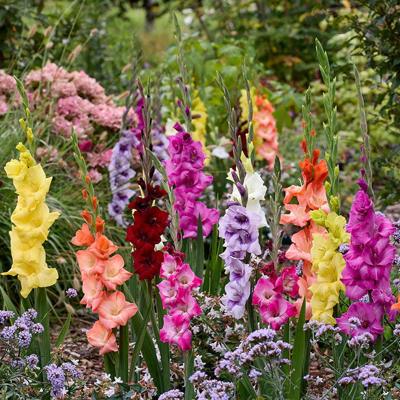 Gladiolus mic Flower Planting Seeds for Vibrant Garden Blooms