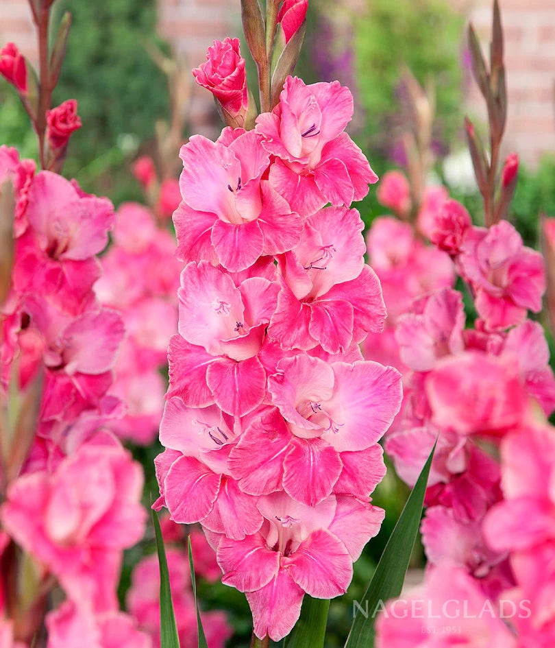 Baby Pink Red Gladiolus Flower Seeds for Planting Long Bloom Season Heirloom & GMO Free Seeds for Home Garden
 
 Sale