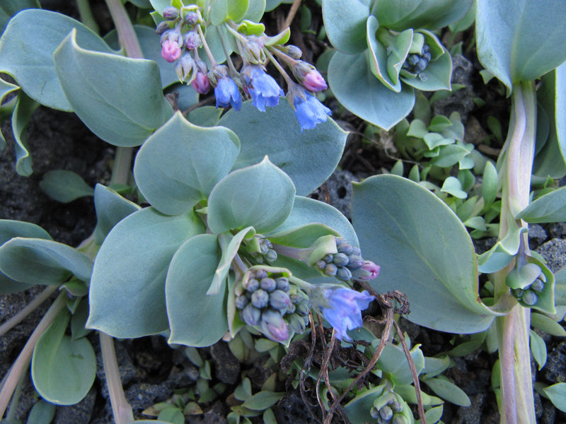 Mertensia Maritima Flower seeds for Planting - Perfect for Borders, Heirloom & GMO Free Seeds for Home Garden