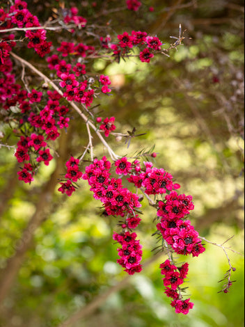 Pink Manuka Honey Teatree Leptospermum Scoparium Flower seeds for Planting - Colorful Display, Heirloom & GMO Free Seeds for Home Garden