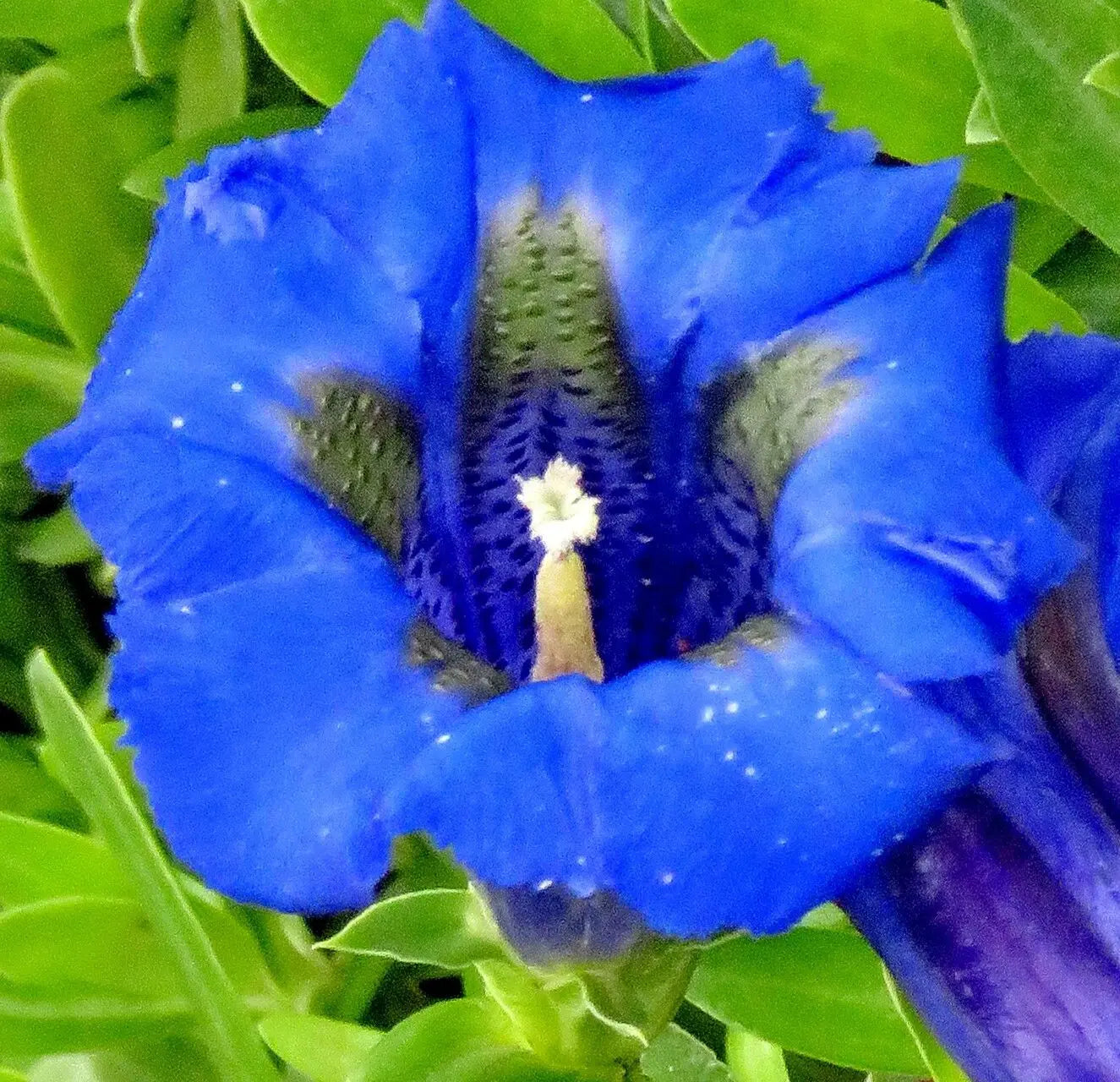 Blue Gentiana Acaulis Flower seeds for Planting - Garden Favorite, Heirloom & GMO Free Seeds for Home Garden