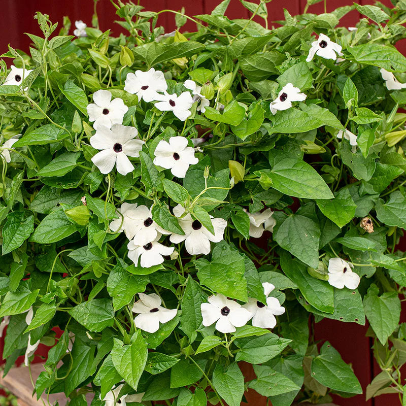 Thunbergia Flower Seeds for Vibrant Garden Planting