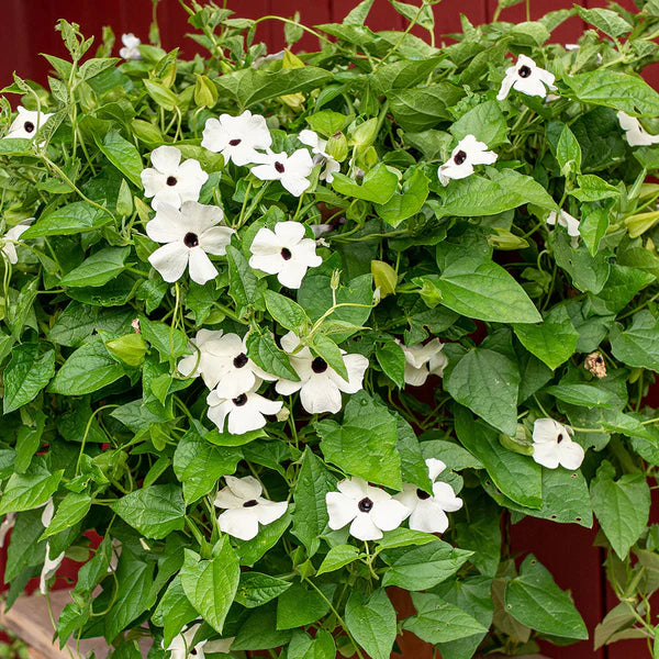 White Thunbergia Flower seeds for Planting - Bright Blooms, Heirloom & GMO Free Seeds for Home Garden