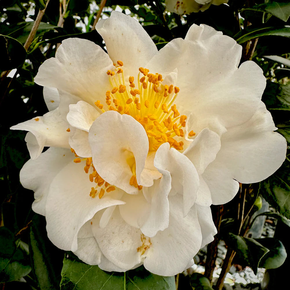White Camellia Sinensis Flower seeds for Planting - Long Bloom Season, Heirloom & GMO Free Seeds for Home Garden