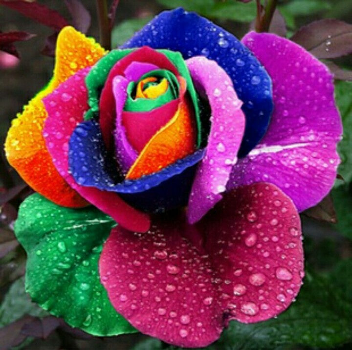 Rose Mixed Color Flower seeds for Planting - Long Bloom Season, Heirloom & GMO Free Seeds for Home Garden