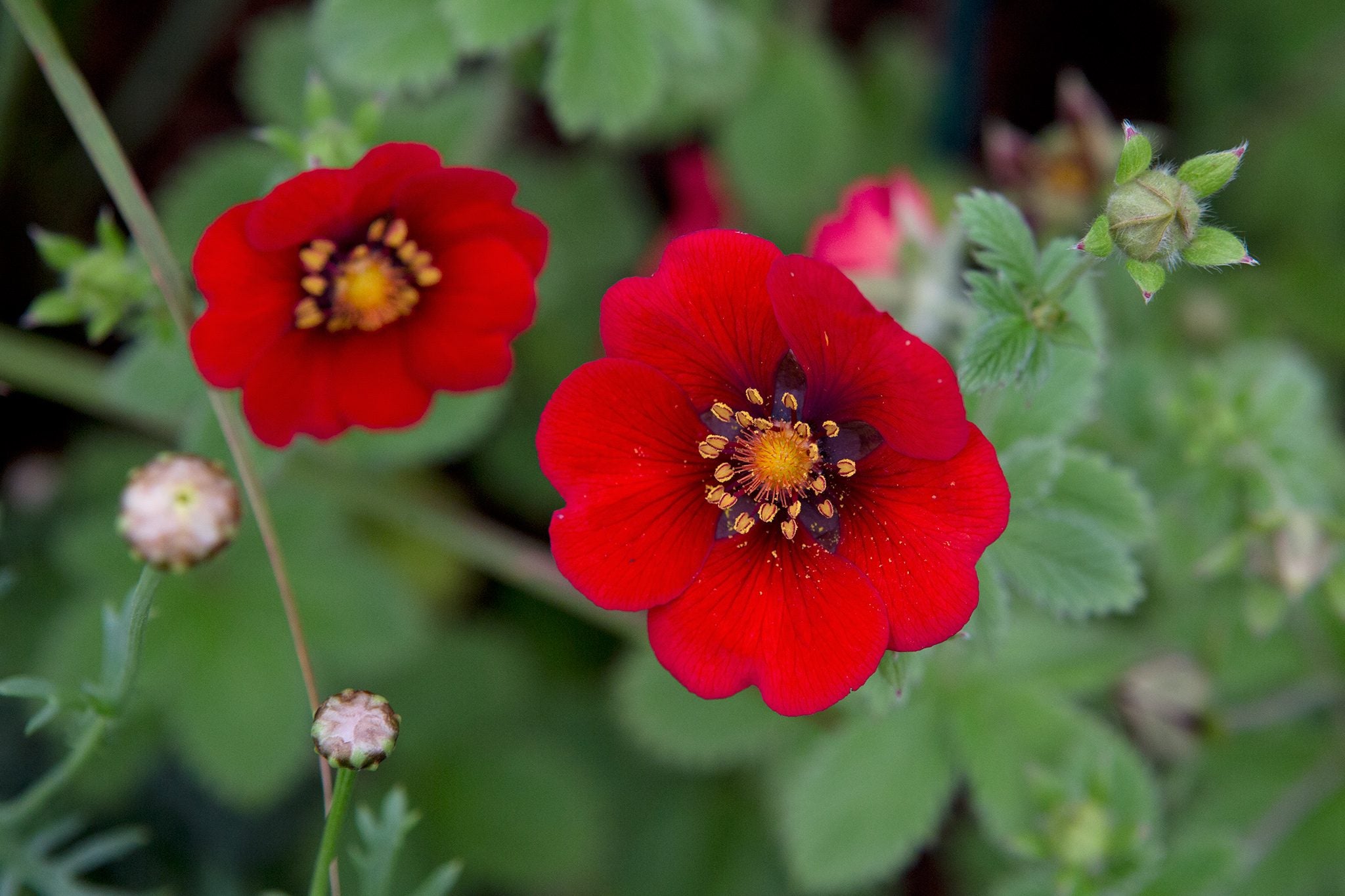 Red Potentilla Atrosanguinea Flower seeds for Planting - Compact Growth, Heirloom & GMO Free Seeds for Home Garden