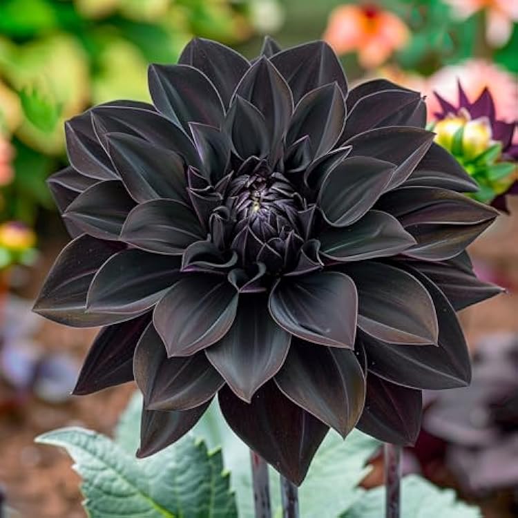 Carnation Black Flower seeds for Planting - Perfect for Borders, Heirloom & GMO Free Seeds for Home Garden