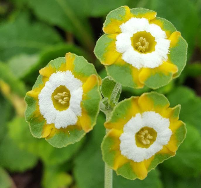 Green Shade Auricula Flower seeds for Planting - Shade Tolerant, Heirloom & GMO Free Seeds for Home Garden