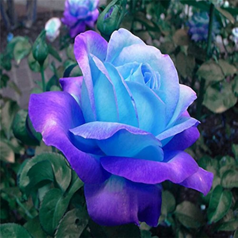 rose-blue-green-seeds-for-planting-100-pcs