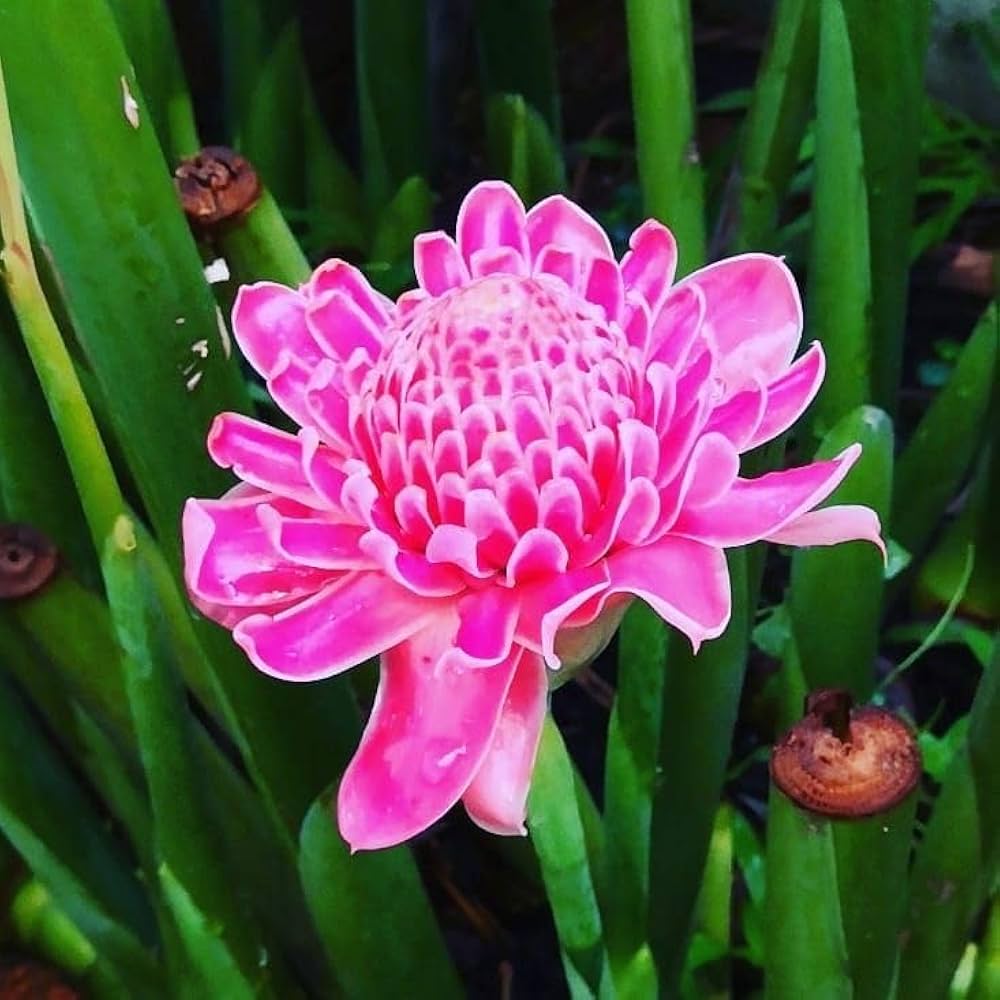 Pink Torch Ginger Flower seeds for Planting - Colorful Display, Heirloom & GMO Free Seeds for Home Garden
