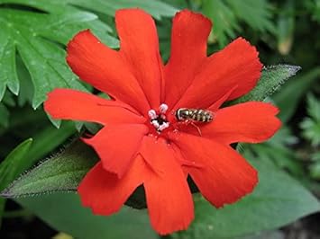 Red Orange Lychnis Arkwrightii Flower seeds for Planting - Shade Tolerant, Heirloom & GMO Free Seeds for Home Garden
 
 Sale for planting in home garden.